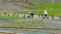 Sapa, Vietnam - May 2019: Hmong people working on rice terraces in Lao Cai province