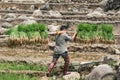 Sapa, Vietnam - May 2019: Vietnamese man carries rice planting material in Ta Van village