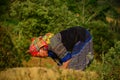 A Hmong woman working on rice field Royalty Free Stock Photo