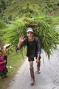 Hmong smiling walking carry the grass for animal food