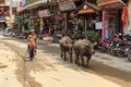 SAPA, VIETNAM: Unidentified local man walks with his water buffalo