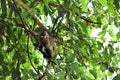 Capuchin monkey eating banana Royalty Free Stock Photo