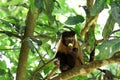 Capuchin monkey eating banana Royalty Free Stock Photo