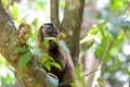 Monkey Sapajus apella eating banana Royalty Free Stock Photo