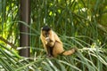 Capuchin monkey eating banana Royalty Free Stock Photo