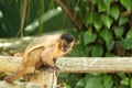 monkey nail sitting on wood