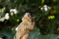nail monkey cub eating apple