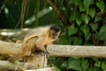 monkey nail sitting on wood