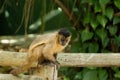 monkey nail sitting on wood