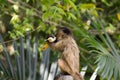 Baby nail monkey cub eating banana