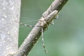 Saperda carcharias Insects - beetle