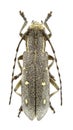 Saperda quercus