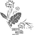 Saperta mustard silhouette vector illustration