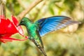 Saphire-wing hummingbird with outstretched wings,tropical forest,Colombia,bird hovering next to red feeder with sugar water, garde