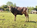 Bali cattle, a type of cattle that can be found in South Sulawesi.