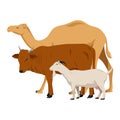 Camel, Cow and Goat vector illustration. Animal cartoon Royalty Free Stock Photo