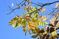 Sapindus mukorossi (Soapberry tree) yellow leaves.
