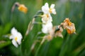 Sapless white flowers Royalty Free Stock Photo