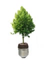 Sapling