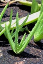 Aloe Vera, Sapling of Aloe Vera in flower pot farm for abstract background, soft focus Royalty Free Stock Photo