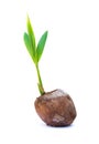 Sapling of Coconut small tree. Royalty Free Stock Photo
