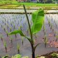 a sapling of a banana tree with a background of expanse of rice fields