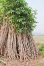 Sapling of cassava for Cultivate