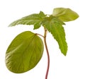 Sapling of castor plant Royalty Free Stock Photo