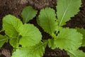 Sapling Chinese Cabbage in the garden in spring