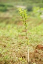 Sapling Royalty Free Stock Photo