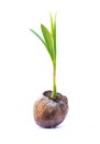 Sapling of Coconut small tree. Royalty Free Stock Photo