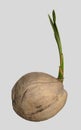 Sapling coconut tree,Growing seedlings From coconut on white background