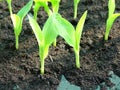 The sapling of the corn tree is growing from the ground. Royalty Free Stock Photo