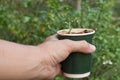 Sapling in cup coffice recycle, hand holding coffice recycle with sapling , save world Royalty Free Stock Photo