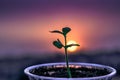 Sapling in a cup growing behind a sunset background