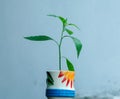 A sapling in a cup Royalty Free Stock Photo