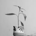 A sapling in a cup with white background and effect.B&W Royalty Free Stock Photo