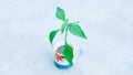 A sapling in a cup with white background. Royalty Free Stock Photo