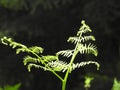 The sapling fern enjoys the sunshine in the heart of the forest.