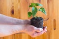 Sapling Royalty Free Stock Photo