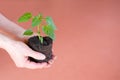 Sapling Royalty Free Stock Photo