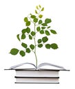 Sapling growing from book Royalty Free Stock Photo