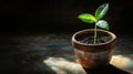 Sapling growing in clay pot with sunlight spotlight, hope and new beginnings concept Royalty Free Stock Photo