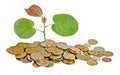 Sapling growing from coins Royalty Free Stock Photo