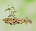 Sapling growing from coins Royalty Free Stock Photo