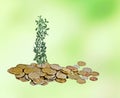 Sapling growing from coins Royalty Free Stock Photo