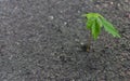 Sapling growing through concrete.