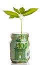 Sapling growing from euro bill Royalty Free Stock Photo