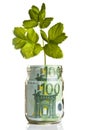 Sapling growing from euro money Royalty Free Stock Photo