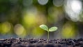 The sapling is growing from fertile soil. Royalty Free Stock Photo